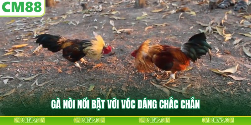 Gà nòi nổi bật với vóc dáng chắc chắn