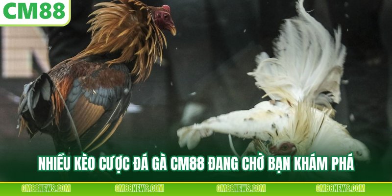 Nhiều kèo cược đá gà CM88 đang chờ bạn khám phá