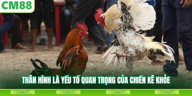 Thân hình là yếu tố quan trọng của chiến kê khỏe