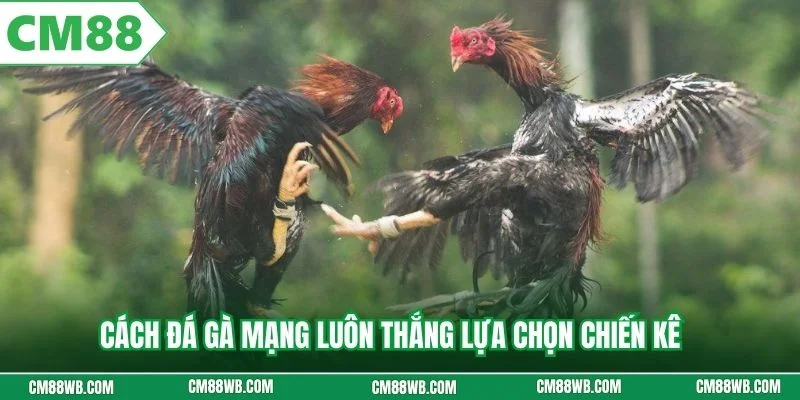 Cách đá gà mạng luôn thắng lựa chọn chiến kê