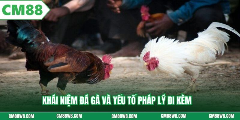 Khái niệm đá gà và yếu tố pháp lý đi kèm