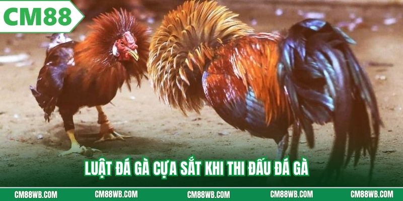 Luật đá gà cựa sắt khi thi đấu đá gà