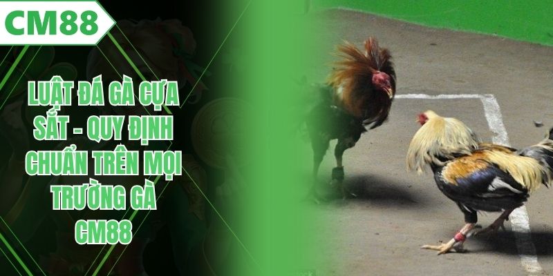 Luật Đá Gà Cựa Sắt – Quy Định Chuẩn Trên Mọi Trường Gà CM88